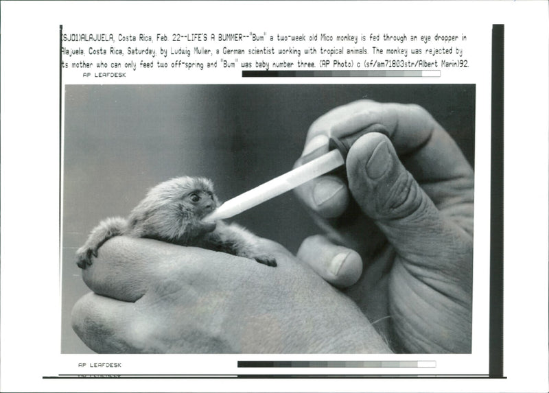 Mico Monkey - Vintage Photograph