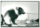 Monkey - Vintage Photograph