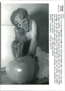 Diana Monkey - Vintage Photograph