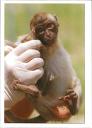 Monkey - Vintage Photograph