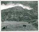 Tristan da Cunha Group of islands in Saint Helena - Vintage Photograph
