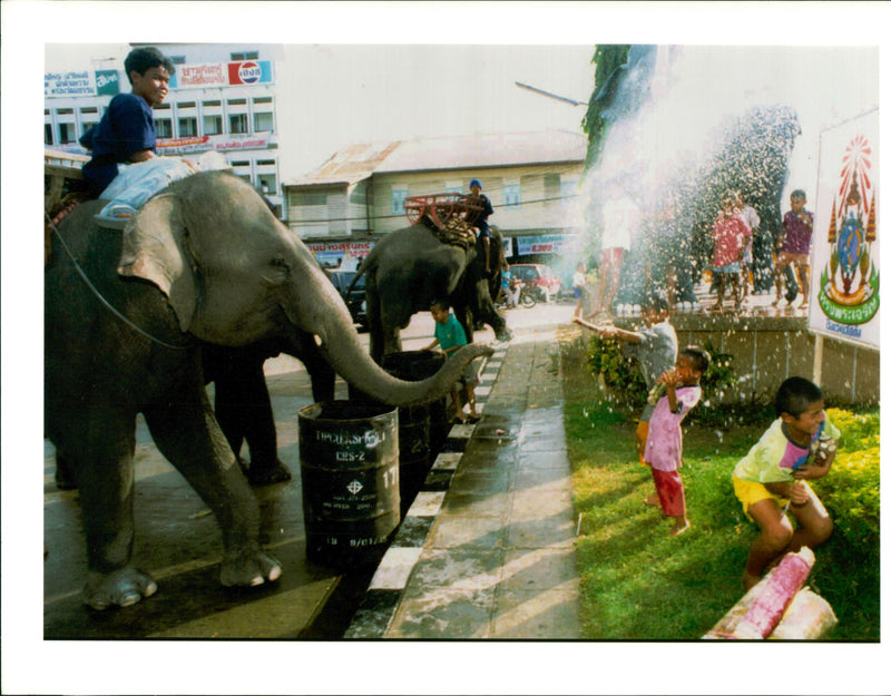 Elephant Animal. - Vintage Photograph