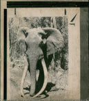Elephant Animal. - Vintage Photograph