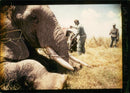 Elephant Animal. - Vintage Photograph