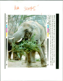 Elephant Animal. - Vintage Photograph