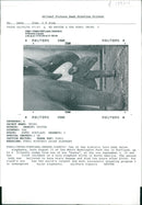 Elephant Animal. - Vintage Photograph