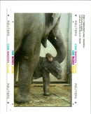 Elephant Animal. - Vintage Photograph
