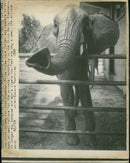 Elephant Animal. - Vintage Photograph