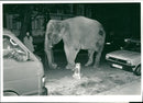 Elephant Animal. - Vintage Photograph