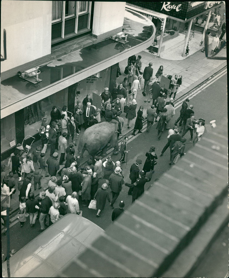 Elephant Animal. - Vintage Photograph