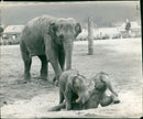 Elephant Animal. - Vintage Photograph