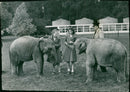 Elephant Animal. - Vintage Photograph