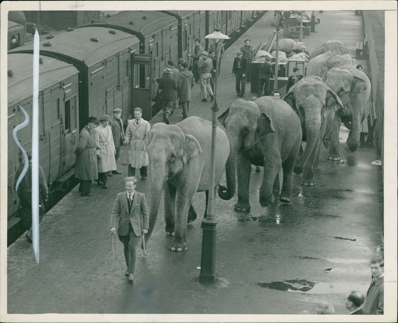 Elephant Animal. - Vintage Photograph