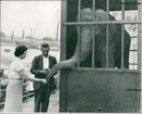 Elephant Animal. - Vintage Photograph