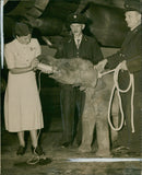 Elephant Animal. - Vintage Photograph