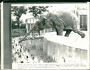 Elephant Animal. - Vintage Photograph