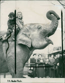 Elephant Animal. - Vintage Photograph