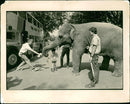 Elephant Animal. - Vintage Photograph