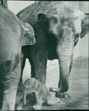 Elephant Animal. - Vintage Photograph