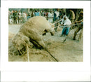 Elephant Animal. - Vintage Photograph