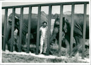 Elephant Animal. - Vintage Photograph
