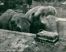 Elephant Animal. - Vintage Photograph