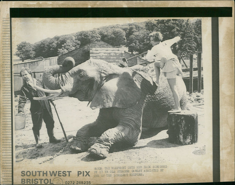 Elephant Animal. - Vintage Photograph