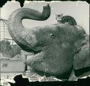 Elephant Animal. - Vintage Photograph