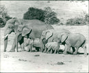Elephant Animal. - Vintage Photograph