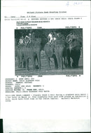 Elephant Animal. - Vintage Photograph