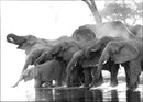 Elephant Animal. - Vintage Photograph