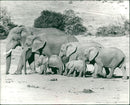 Elephant Animal. - Vintage Photograph