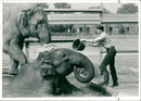 Elephant Animal. - Vintage Photograph