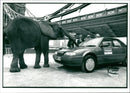 Elephant Animal. - Vintage Photograph