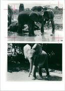 Elephant Animal. - Vintage Photograph