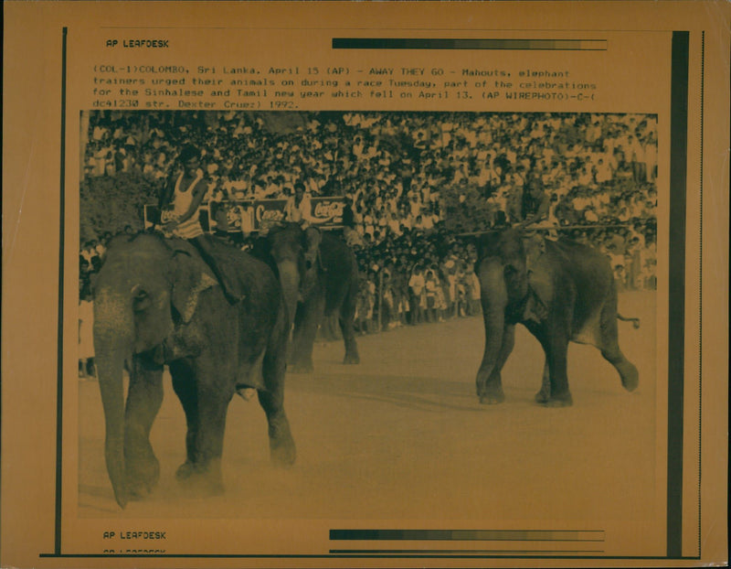 Elephant Animal. - Vintage Photograph