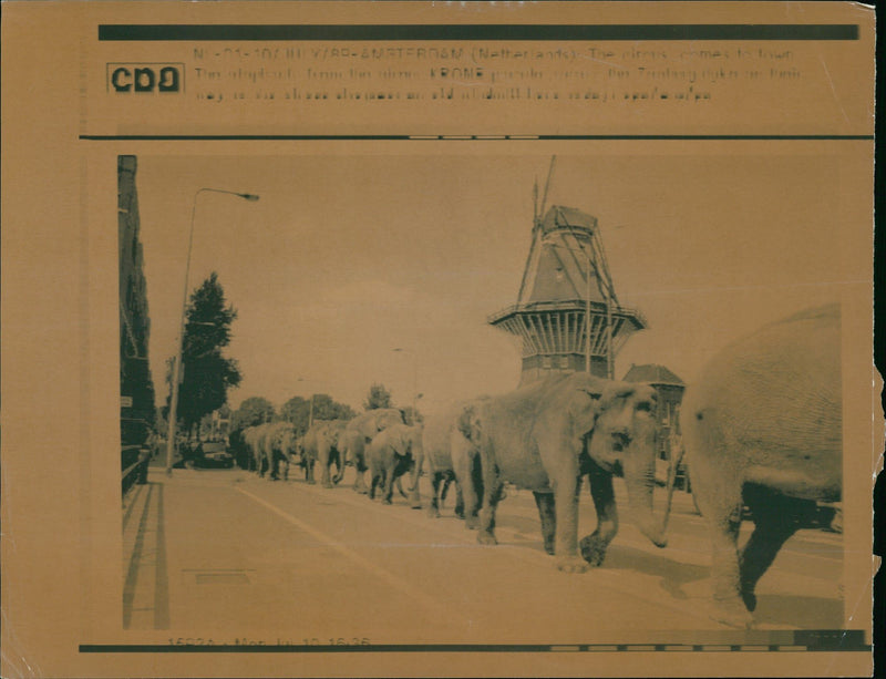 Elephant Animal. - Vintage Photograph