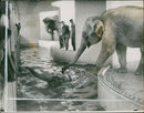 Elephant Animal. - Vintage Photograph