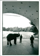 Elephant Animal. - Vintage Photograph