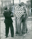 Elephant Animal. - Vintage Photograph