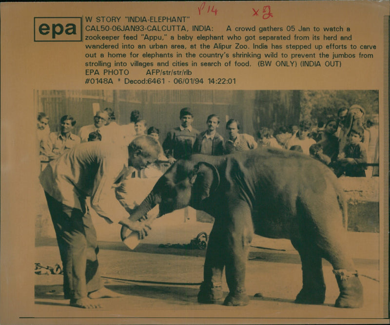 Elephant Animal. - Vintage Photograph