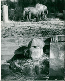 Elephant Animal. - Vintage Photograph