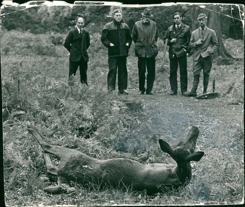 Deer Animal - Vintage Photograph