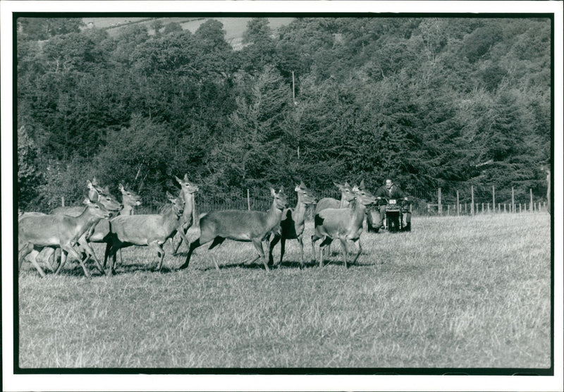 Deer Animal - Vintage Photograph