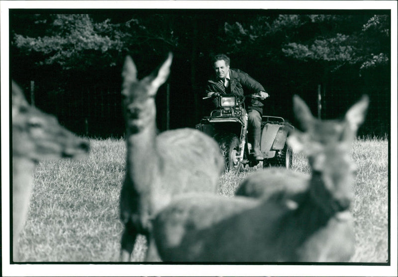 Deer Animal - Vintage Photograph