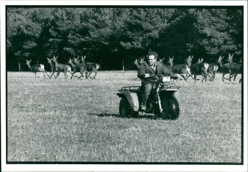 Deer Animal - Vintage Photograph