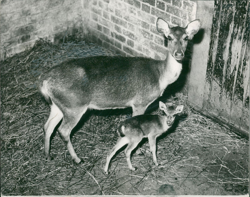 Deer Animal - Vintage Photograph