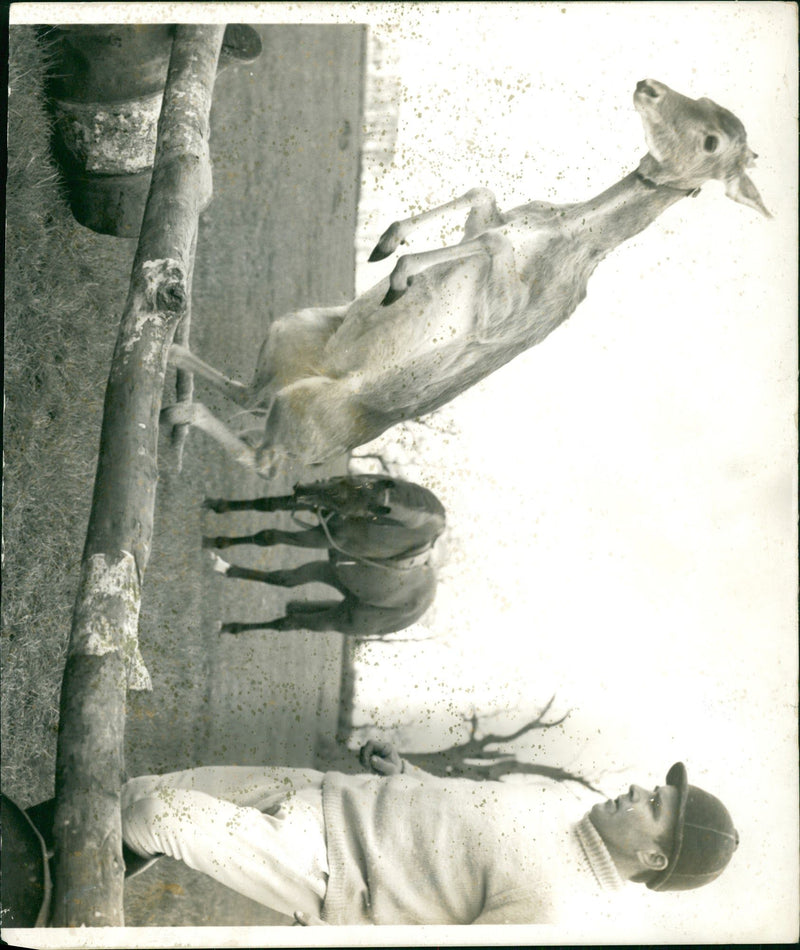 Deer Animal - Vintage Photograph