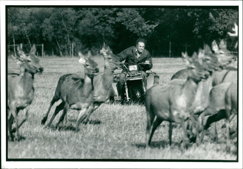 Deer Animal - Vintage Photograph