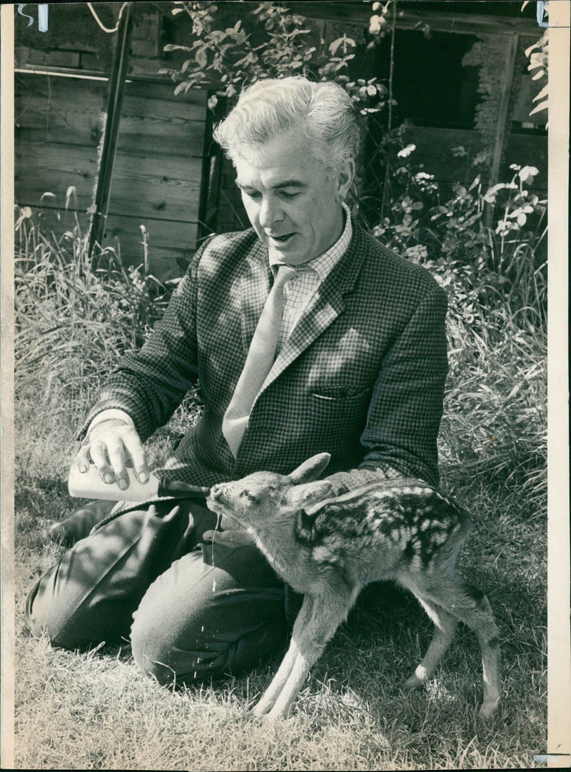 Deer Animal - Vintage Photograph